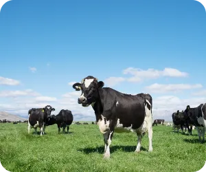 青空の牧場の中にウシが写っている写真