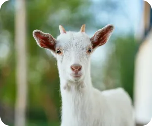 ヤギ単体の写真