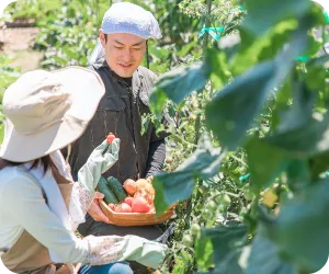 畑で農作物を収穫している写真