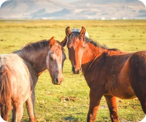 ウマが2頭振り返って見ている写真