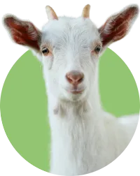 ヤギの写真