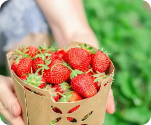 採れたてのいちごの写真