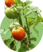 トマトの写真